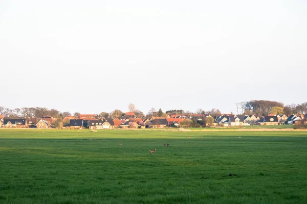 Hirschgruppe auf einer grünen Wiese mit einem Dorf im Hintergrund — Stockfoto