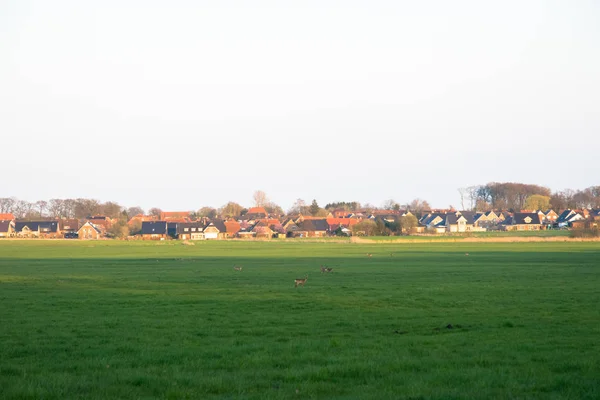 Группа оленей на зеленом поле с фоновой деревней — стоковое фото