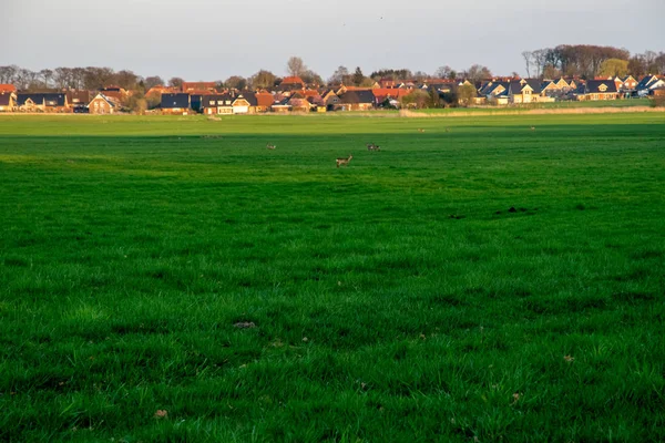 Hirschgruppe auf einer grünen Wiese mit einem Dorf im Hintergrund — Stockfoto