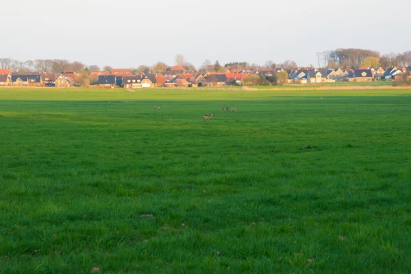 Groep herten in een groen gebied met een achtergrond dorp — Stockfoto