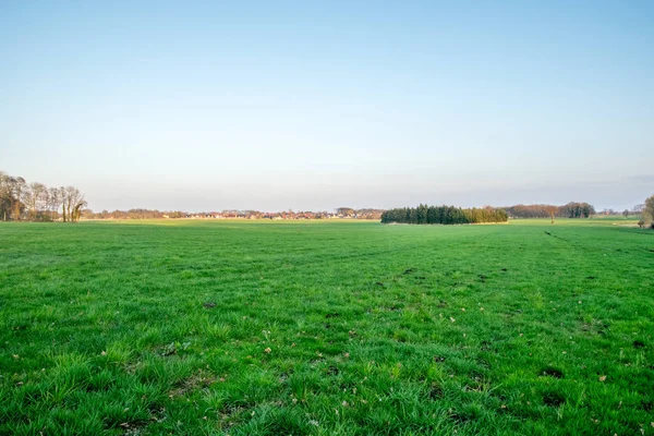 Groupe de cerfs dans un champ vert avec un village d'arrière-plan — Photo