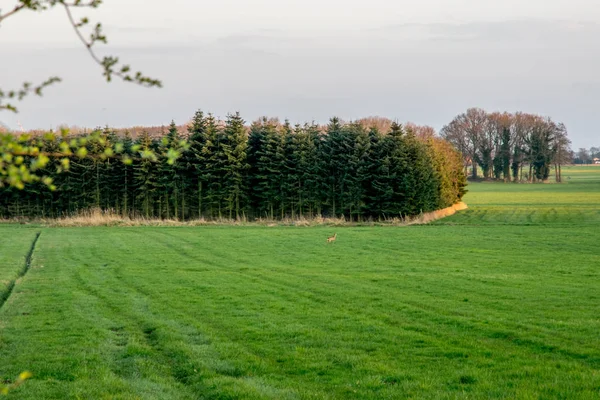Hirschgruppe auf einer grünen Wiese mit einem Dorf im Hintergrund — Stockfoto