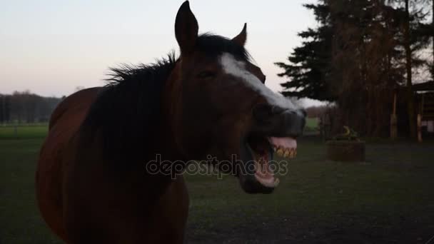 Cavalo bocejo engraçado — Vídeo de Stock