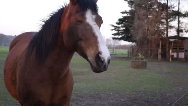 Chevaux arabes près de l'écurie — Video