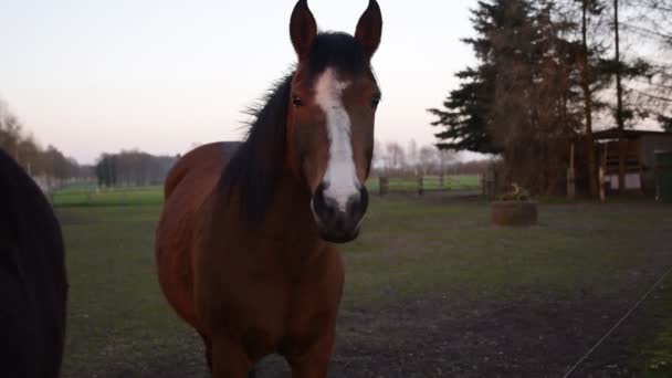 Arabische paarden in de buurt van de stal — Stockvideo