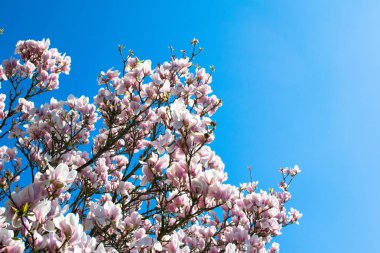 Avrupa 'da bahar sezonu çiçekler Almanya vivd renkler