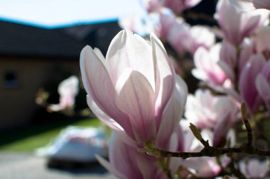 Avrupa 'da bahar sezonu çiçekler Almanya vivd renkler