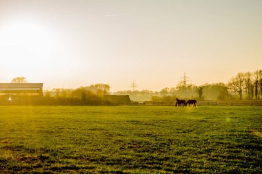 gün batımında at büyük bir alanda Avrupa Almanya
