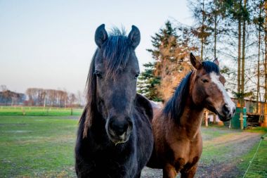 kahverengi at bakışları derin bakarak güzel gözlü