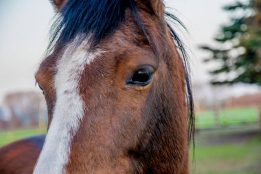 kahverengi at bakışları derin bakarak güzel gözlü