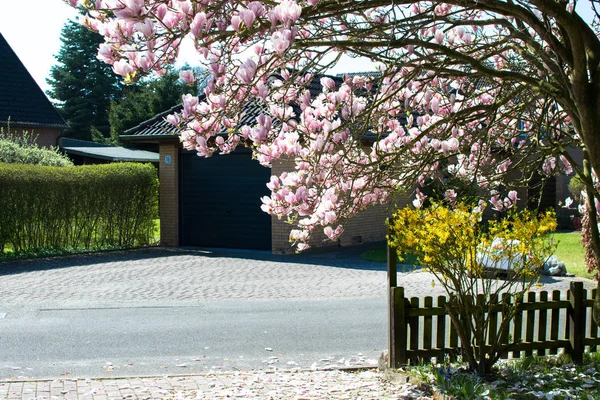 Jarní období květiny v Evropě v Německu vivd barvy — Stock fotografie