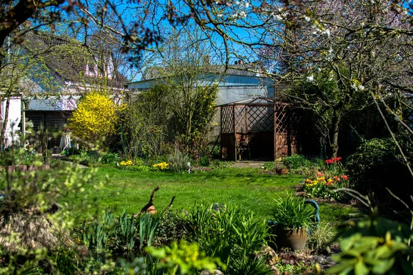 Grön trädgård på våren med växter och blomma i Tyskland Europa — Stockfoto