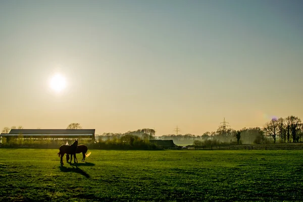 Chevaux au coucher du soleil dans un grand champ Europe Allemagne — Photo