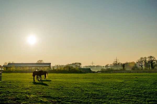 Pferde bei Sonnenuntergang auf einem großen Feld in Europa Deutschland — Stockfoto