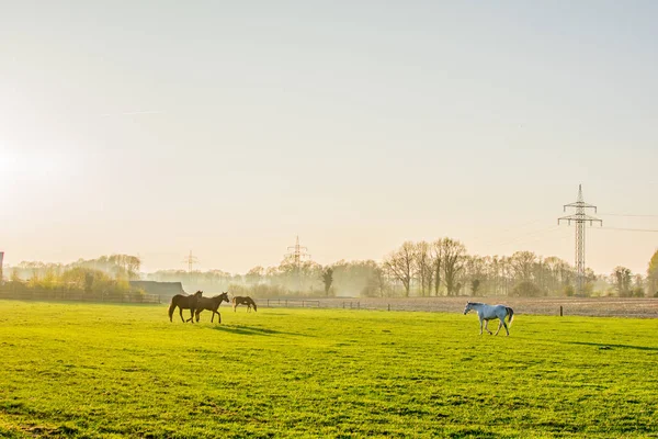 Pferde bei Sonnenuntergang auf einem großen Feld in Europa Deutschland — Stockfoto