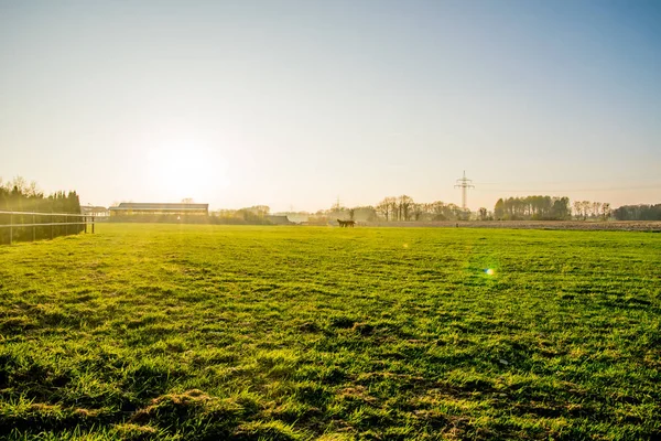 Chevaux au coucher du soleil dans un grand champ Europe Allemagne — Photo