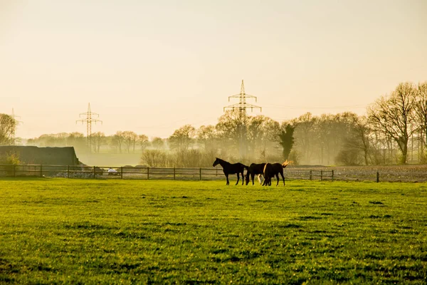 Pferde bei Sonnenuntergang auf einem großen Feld in Europa Deutschland — Stockfoto