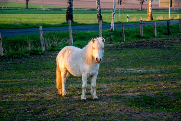 Schöne weiße Ponny bei Sonnenuntergang in Deutschland Europa — Stockfoto