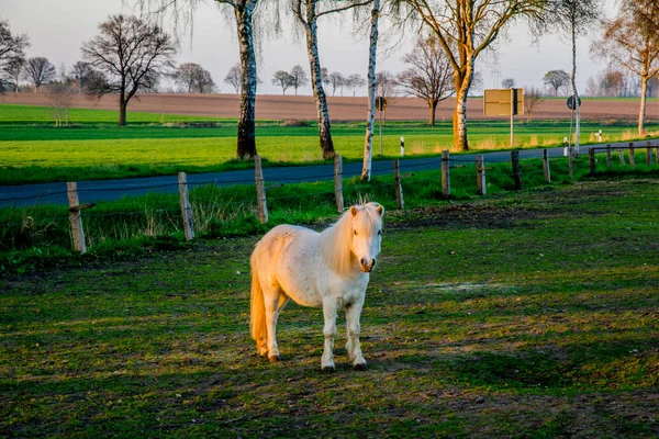 Krásné bílé ponny při západu slunce v Evropě Německo — Stock fotografie