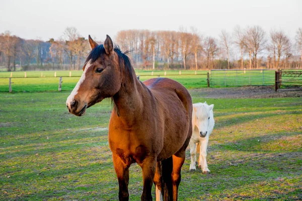 Bel ponny bianco al tramonto in Germania Europa — Foto Stock