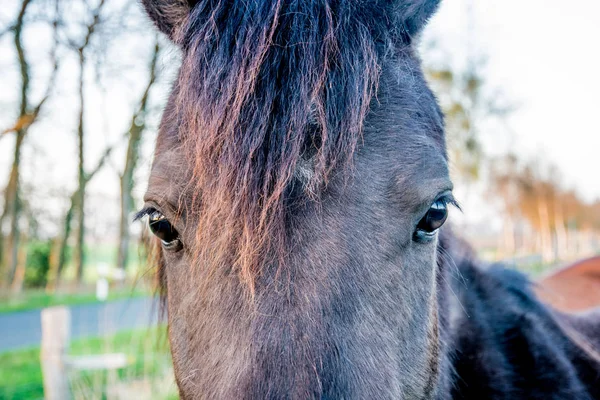 Cavallo bruno sguardo con begli occhi guardando profondamente — Foto Stock