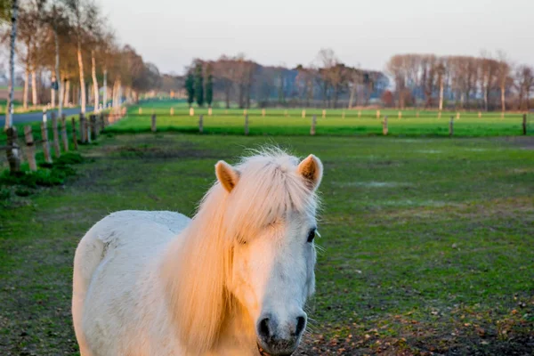 Bel ponny bianco al tramonto in Germania Europa — Foto Stock