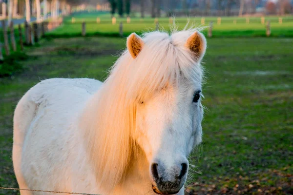 Bel ponny bianco al tramonto in Germania Europa — Foto Stock