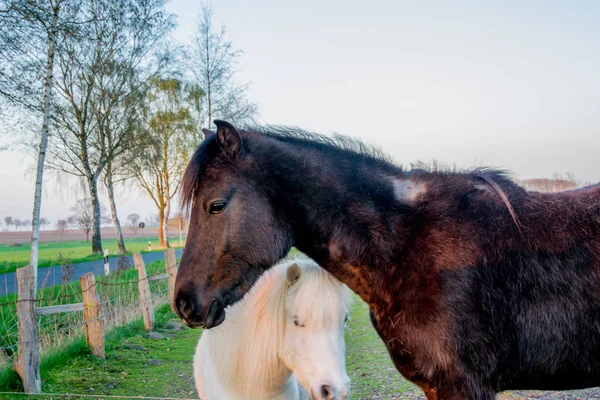 Bel ponny bianco al tramonto in Germania Europa — Foto Stock