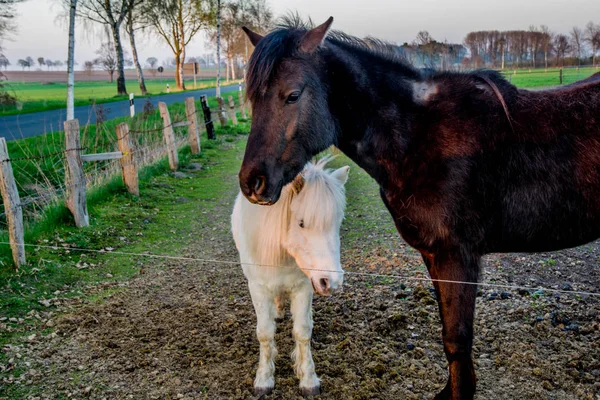 Bel ponny bianco al tramonto in Germania Europa — Foto Stock