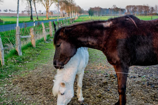 Bel ponny bianco al tramonto in Germania Europa — Foto Stock