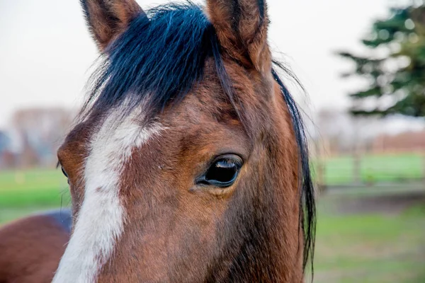 Cavallo bruno sguardo con begli occhi guardando profondamente — Foto Stock