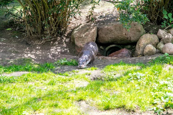 Mooie otter binnen een Europese dierentuin — Stockfoto