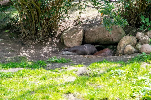 Hermosa nutria dentro de un zoológico europeo —  Fotos de Stock