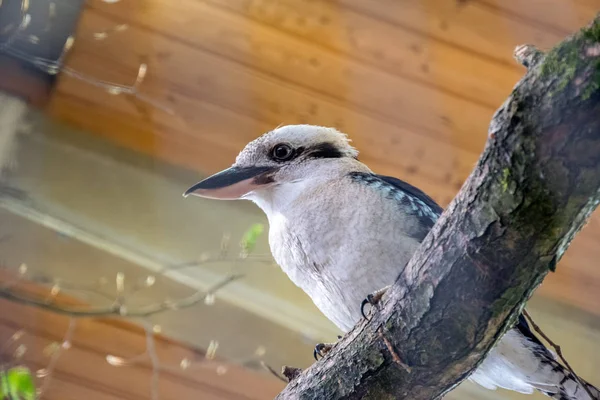 Pájaro colorido dentro de una jaula grande en una rama de madera — Foto de Stock