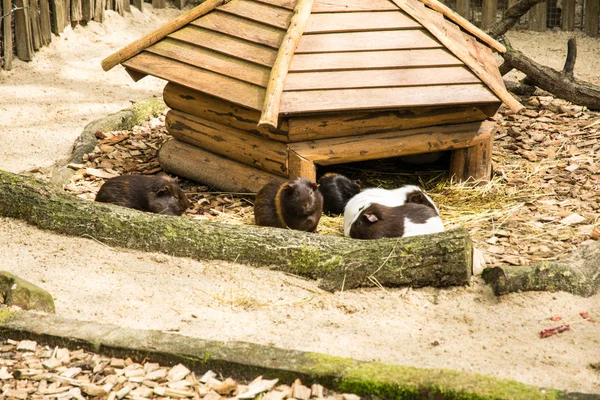 Hermoso hámster gordo en un zoológico de Europa —  Fotos de Stock