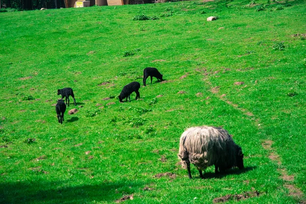 Gros mouton fort mâle avec de longues cornes — Photo