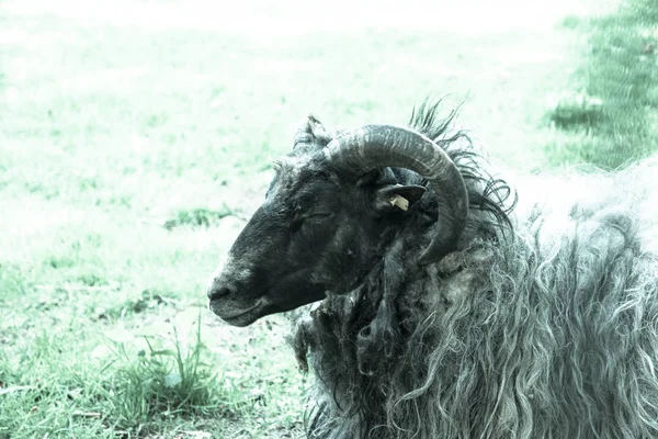 Gros mouton fort mâle avec de longues cornes — Photo