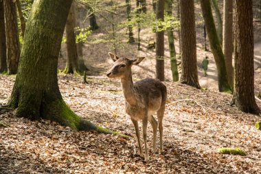 Yeşil manzaralı güzel doğada geyikler