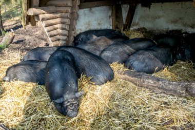 Avrupa 'da açık ormanda yürüyüş yağ gri domuz