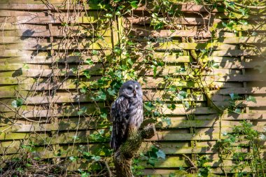 doğal arka plan ile güzel uyuyan baykuş