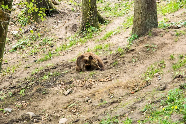 big bear sleeping in nature
