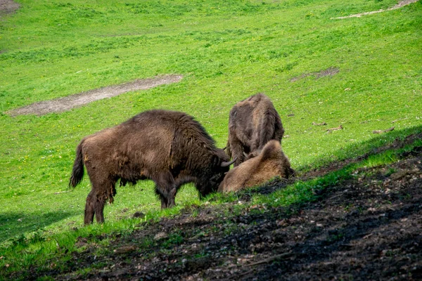 European big brown bison in a green field — Stock Photo, Image