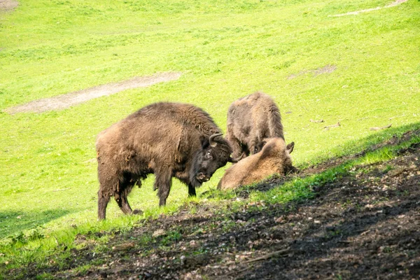 European big brown bison in a green field — Stock Photo, Image