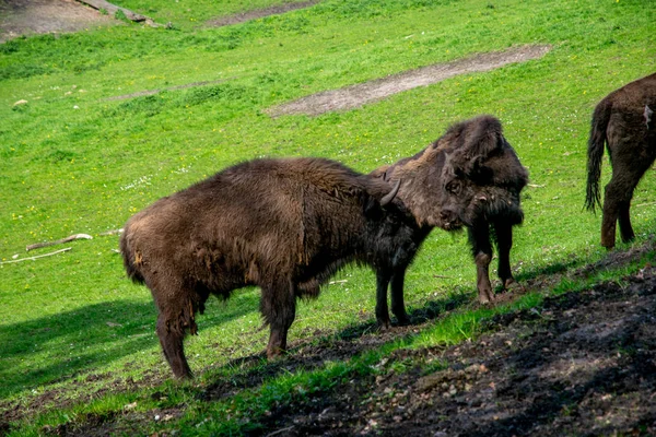 Europäische große braune Wisente in einem grünen Feld — Stockfoto