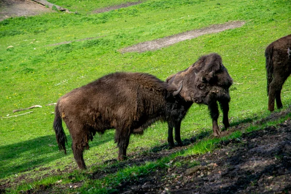 Bisonte marrom grande europeu em um campo verde — Fotografia de Stock