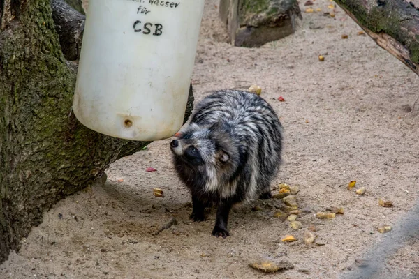 Enkele racoon in de buurt van een waterpomp in een dierentuin — Stockfoto