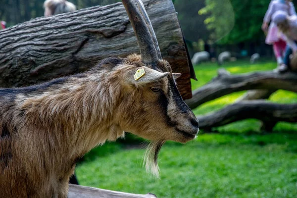 Belle chèvre dans un champ vert avec des cornes — Photo