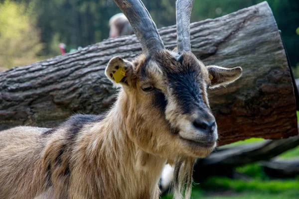 Schöne Ziege auf einer grünen Wiese mit Hörnern — Stockfoto