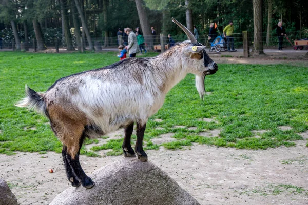 Beautiful goat in a green field with horns — Stock Photo, Image