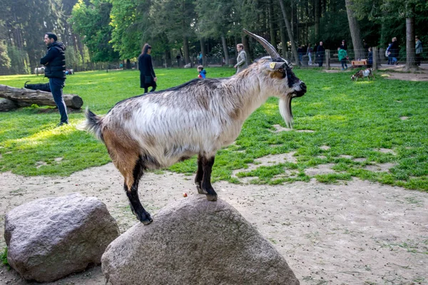 Bela cabra em um campo verde com chifres — Fotografia de Stock